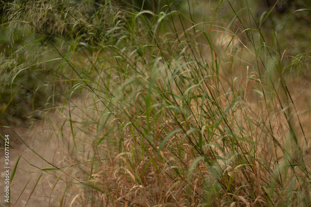 Weeds in plain environment
