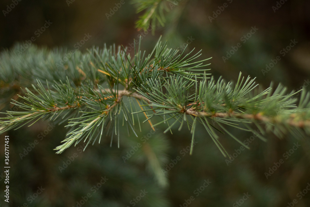 Pines on a tree Pines on a tree