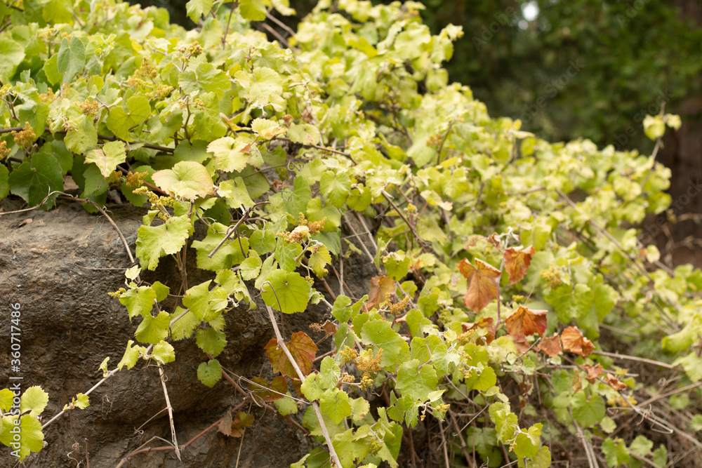 flowers in the forest