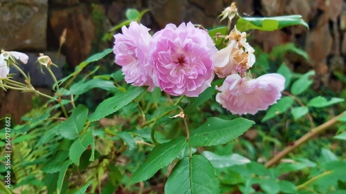 pink rose bush