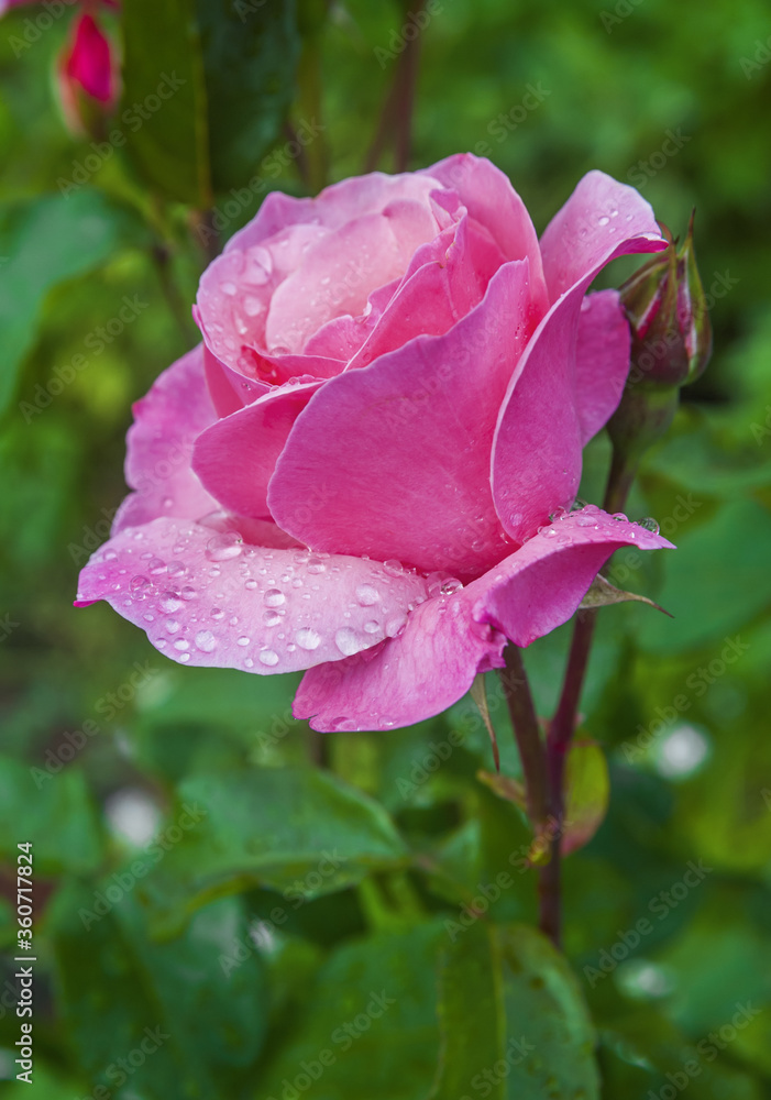 Wet blooming rose outdoors 