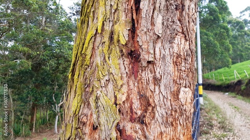 old tree trunk