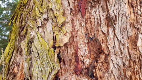 tree bark texture