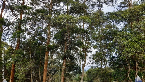 forest