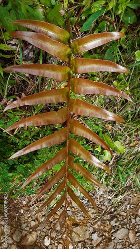 fern leaf in the forest
