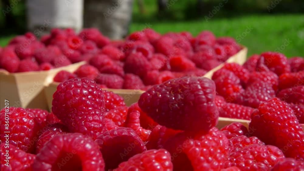 Close up panorama of wicker baskets full of large juicy appetizing raspberries on the wooden table outdoors Close up panorama of wicker baskets full of large juicy appetizing raspberries on the wooden table outdoors