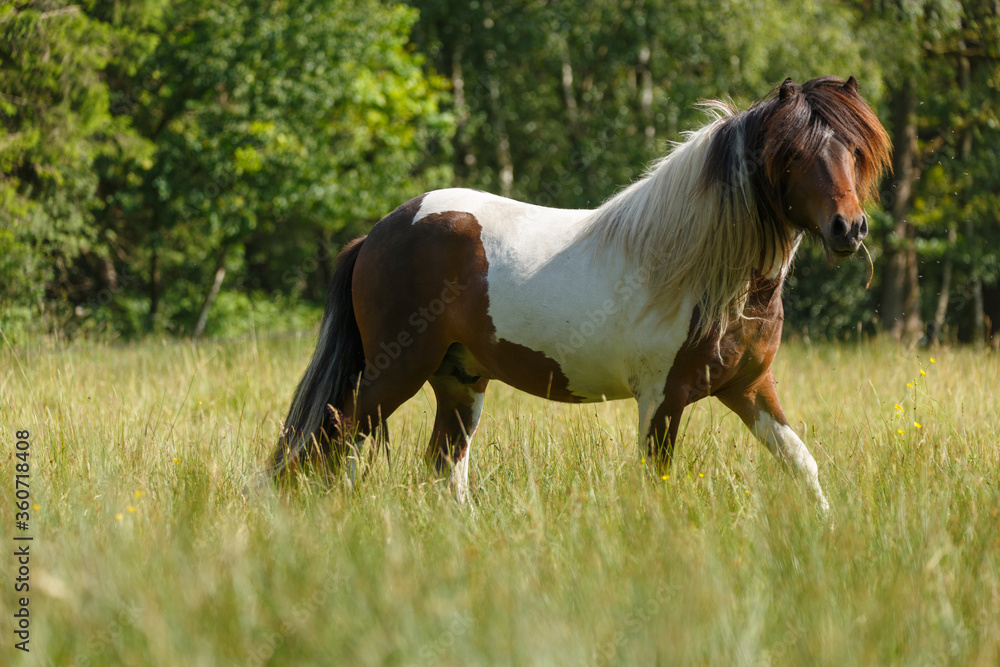Fototapeta premium Islandscheckhengst auf der Wiese