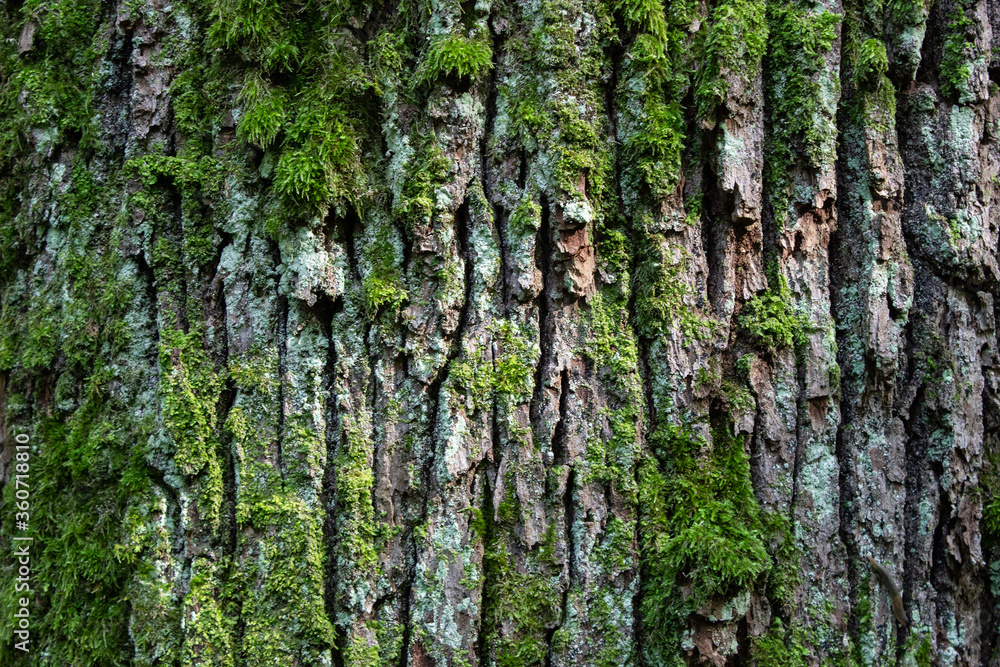 Obraz premium Embossed texture of the brown bark of a tree with green moss and lichen on it