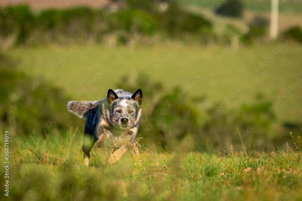 A blue heller dog running in the field.