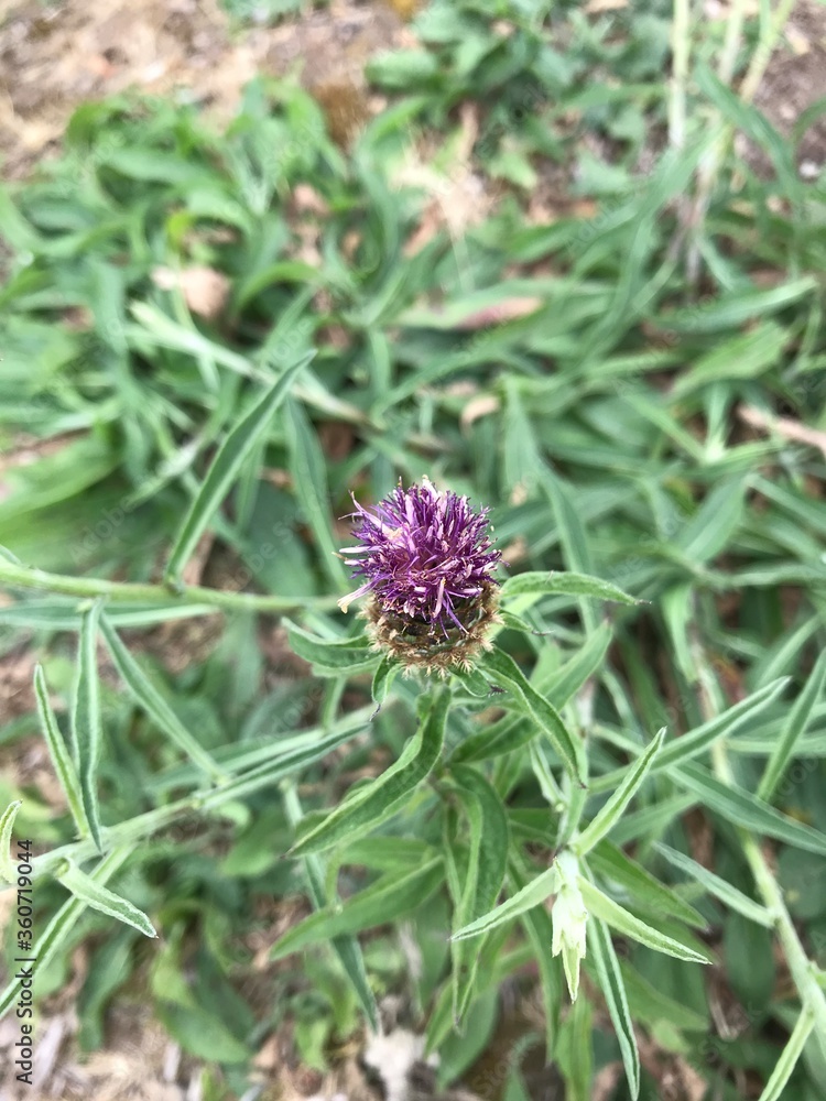 pretty little spiky purple plant pretty little spiky purple plant