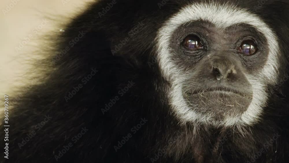Close up portrait of an adult black gibbon sitting under cover and looking around. Gibbon living in captivity. Wild nature stock footage. Close up portrait of an adult black gibbon sitting under cover and looking around. Gibbon living in captivity. Wild nature stock footage.