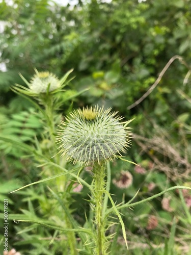 close up of a spiky flower