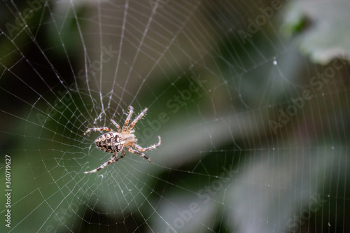 Spider crawls on a web in the garden, on blurry background, close up macro, copy space for text