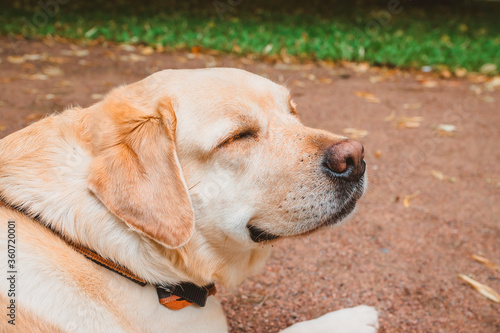 Fototapeta Naklejka Na Ścianę i Meble -  The dog smiles, closing his eyes. Relax with the pleasure of a Labrador Retriever in nature