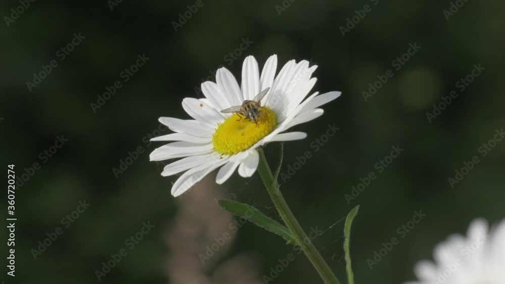 Hoverfly on Daisy Flower. Bee collects Nectar. Camera rotates around the Flower. Hoverfly on Daisy Flower. Bee collects Nectar. Camera rotates around the Flower.