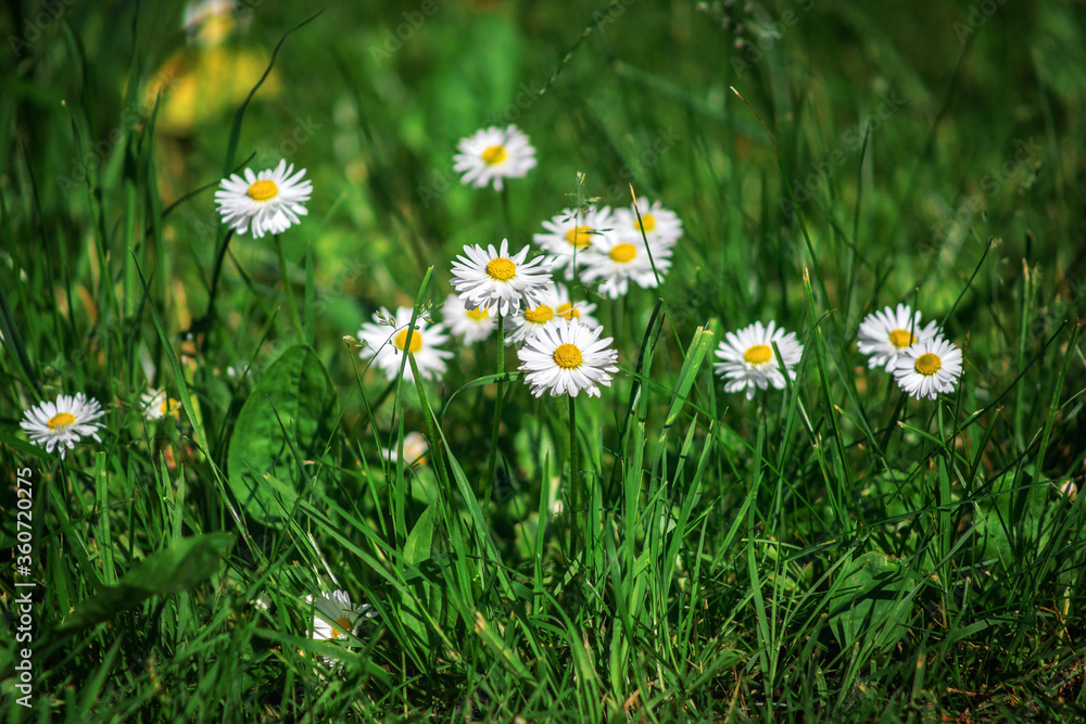 Field chamomile flowers. A beautiful scene of nature with blooming medical daisies in the sunlight. Summer flowers. Beautiful meadow. Summer background. Field chamomile flowers. A beautiful scene of nature with blooming medical daisies in the sunlight. Summer flowers. Beautiful meadow. Summer background.