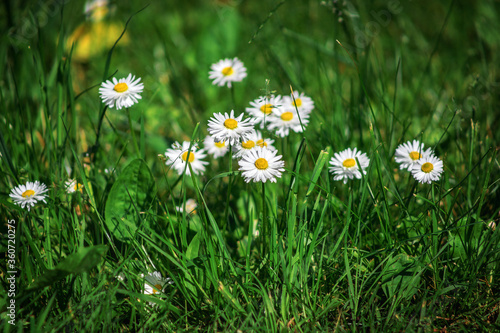 Field chamomile flowers. A beautiful scene of nature with blooming medical daisies in the sunlight. Summer flowers. Beautiful meadow. Summer background.
