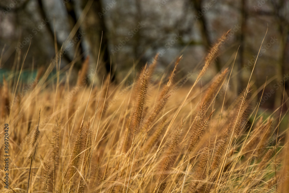 Fototapeta premium Low angle yellow grass wheat growing on field on bright sunny day. Shallow depth of field