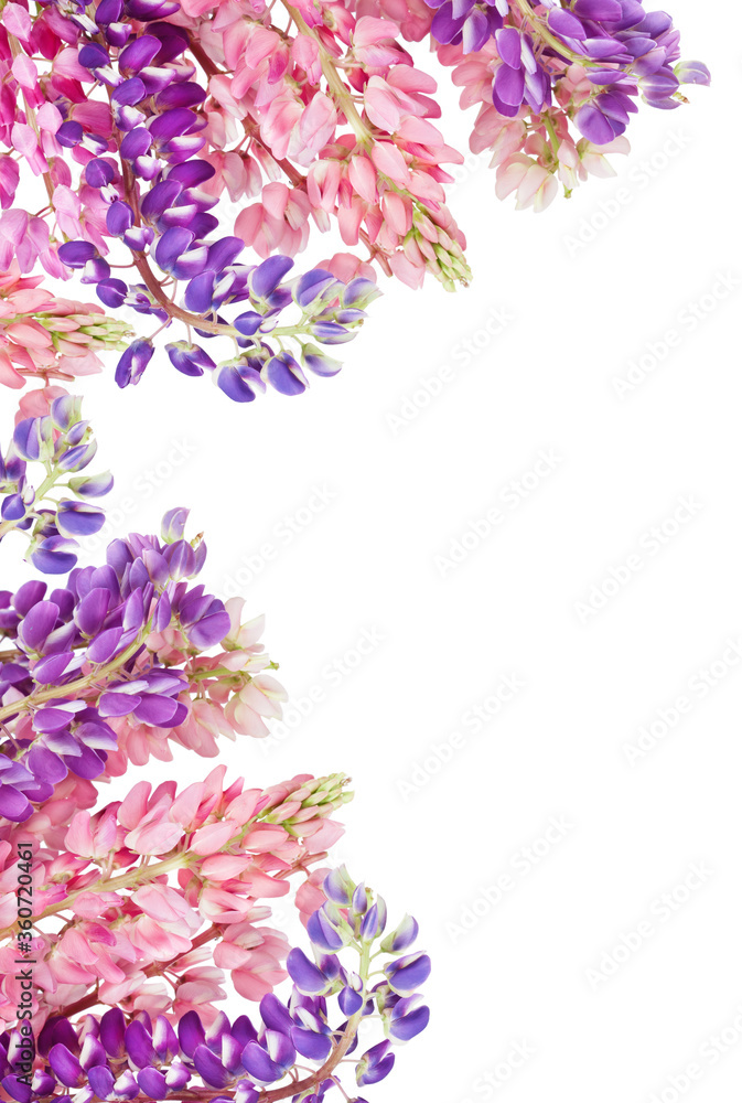 Lupinus flower background. Lupin. Copy spase, flat lay, top view, Holiday symbol. Greeting card Lupinus flower background. Lupin. Copy spase, flat lay, top view, Holiday symbol. Greeting card