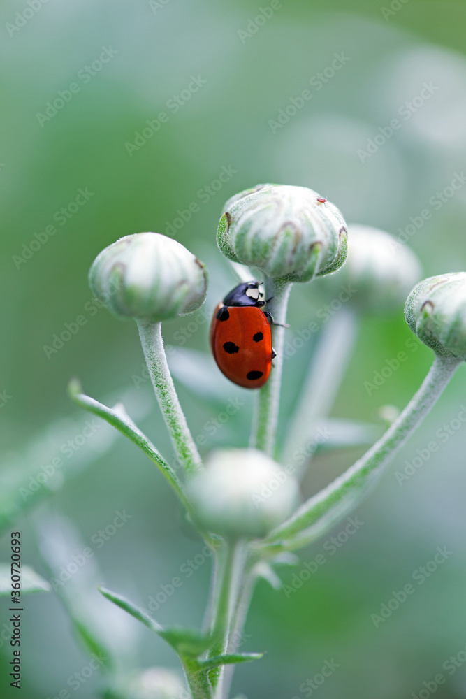 Ladybug on a green leaf on blurred green nature background Ladybug on a green leaf on blurred green nature background