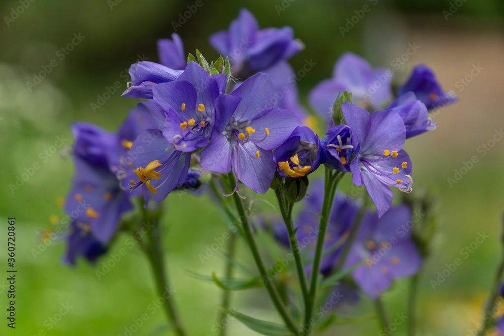 Blue blooming flowers in the garden