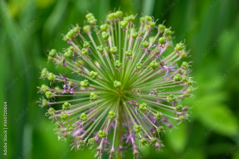 Allium decorative bow. Spherical flower