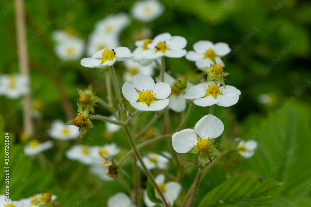 Blooming wild strawberries in the garden. White petals of wild strawberry flowers