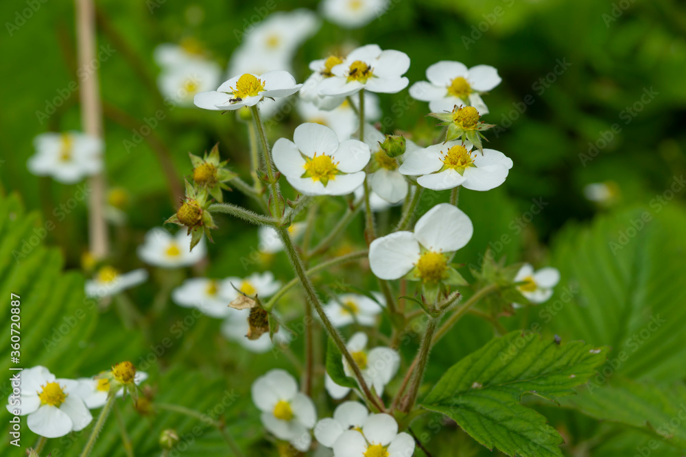 Blooming wild strawberries in the garden. White petals of wild strawberry flowers