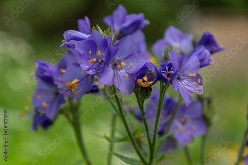 Obraz na płótnie Blue blooming flowers in the garden w salonie