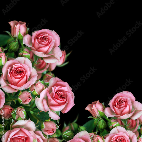 Beautiful Roses Bouquet Flowers on black  Background. Space for text
