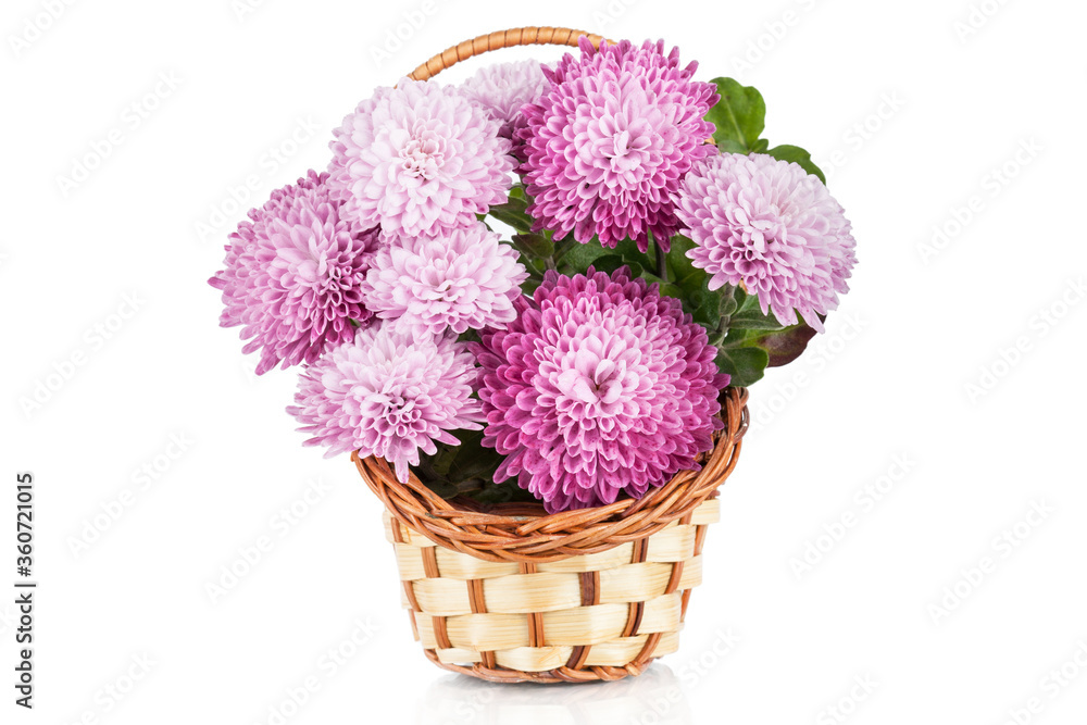 Chrysanthemum Flowers in basket isolated on white