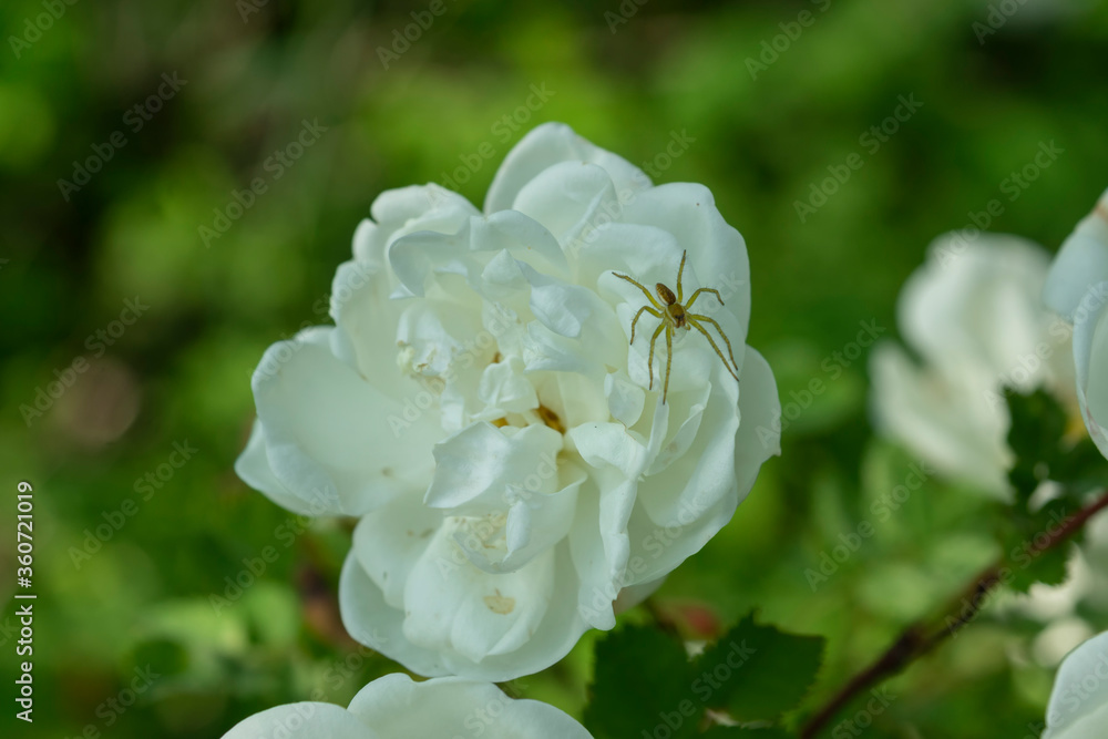 Spider on a white rose flower