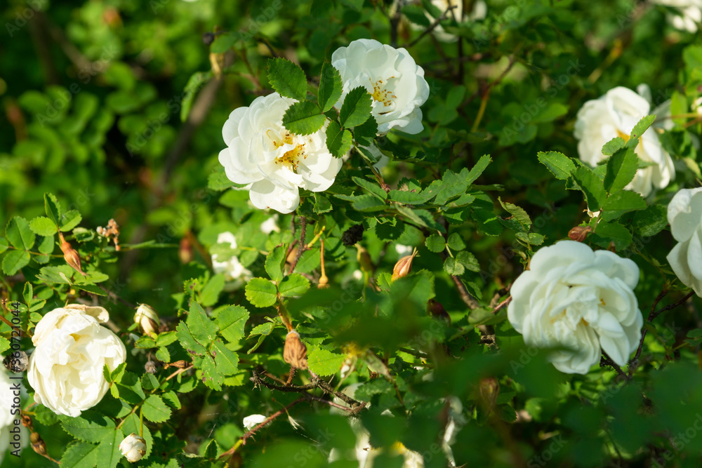 Beautiful bush flowers white garden roses in the sunlight on nature background for the calendar