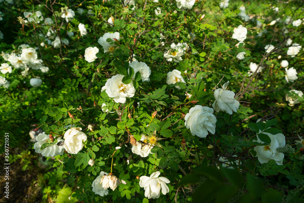 Beautiful bush flowers white garden roses in the sunlight on nature background for the calendar