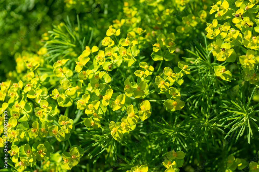 Green bush with yellow flowers. Garden landscape. Green bush with yellow flowers. Garden landscape.