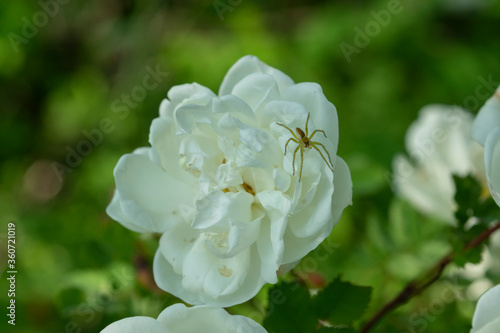 Obraz na płótnie Spider on a white rose flower w salonie