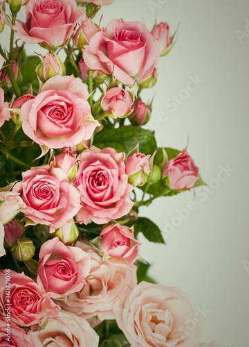 Pink Roses Bouquet. Flowers background