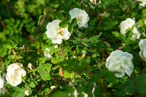 Obraz na płótnie Beautiful bush flowers white garden roses in the sunlight on nature background for the calendar w salonie