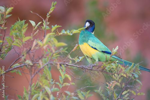 The "Port Lincoln" subspecies of Australian Ringneck perches in a shrub at Ormiston Gorge in the Northern Territory's West MacDonnell Ranges.