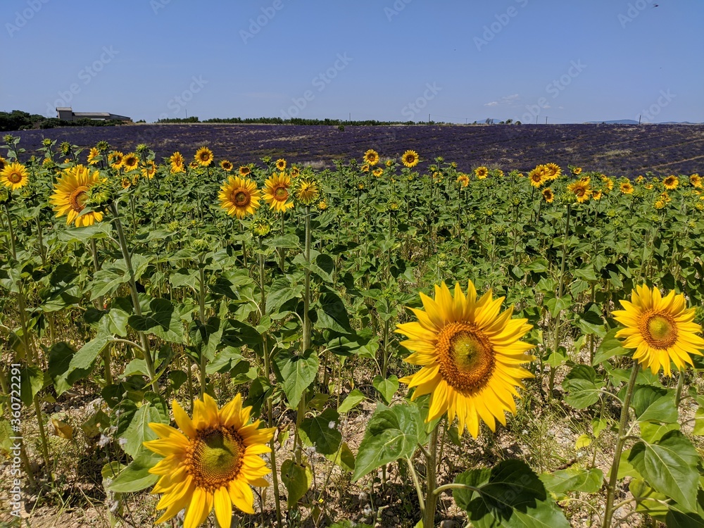 Obraz premium Lavande du plateau de Valensole à la saison estivale des fleuraison juin et juillet, ensuite c'est la ceuillette, région Sud de la france alpes de haute provence à coté du verdon