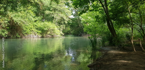 river in the forest