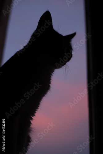cat on a window