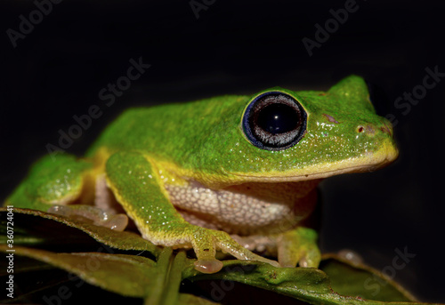 green tree frog on a leaf; green frog; cute froggy; frog eye; Pseudophilautus femoralis from the Horton plains National Park Sri Lanka; Endemic