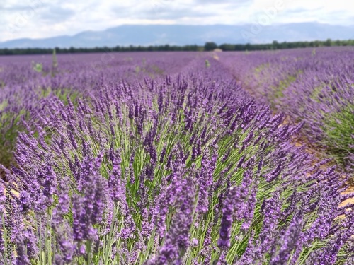 Lavande du plateau de Valensole à la saison estivale des fleuraison juin et juillet, ensuite c'est la ceuillette, région Sud de la france alpes de haute provence à coté du verdon © Camille