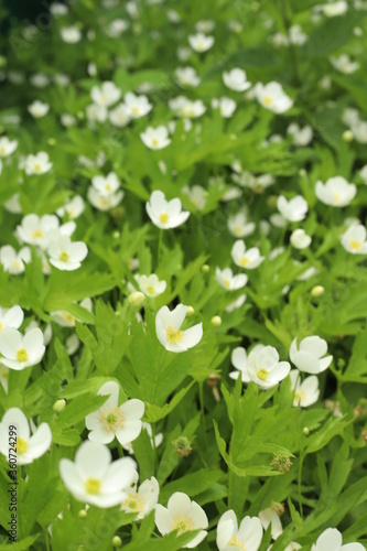 white flowers on green grass