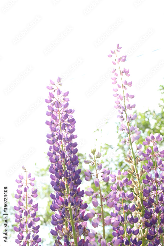 Naklejka premium lavender flowers isolated on white background