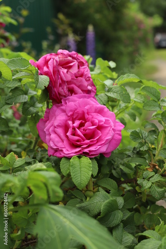 pink roses in garden