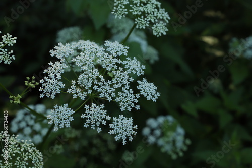 close up of a green plant
