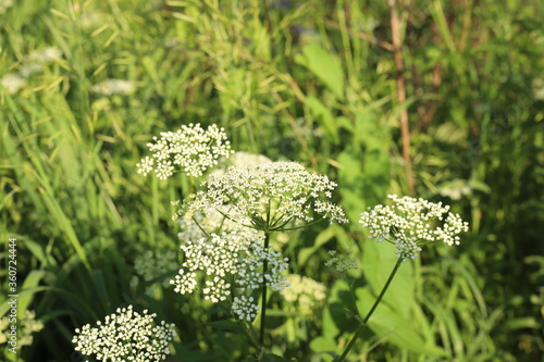 close up of a white flower