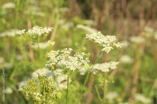 white flowers on a meadow